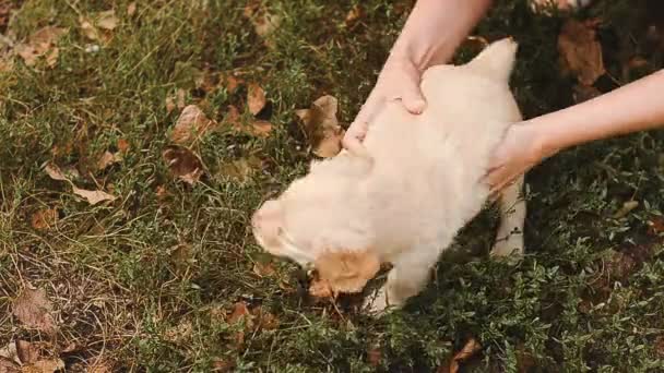 Köpek yavrusu öfke için çalışıyor alay — Stok video