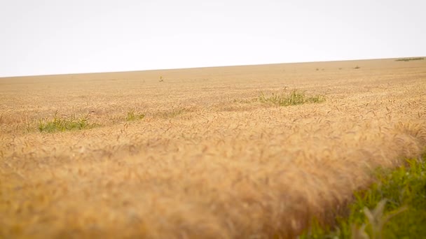 Campo com trigo contra o fundo do céu — Vídeo de Stock