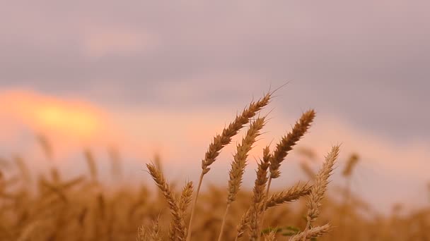 Las espigas de trigo al atardecer — Vídeo de stock