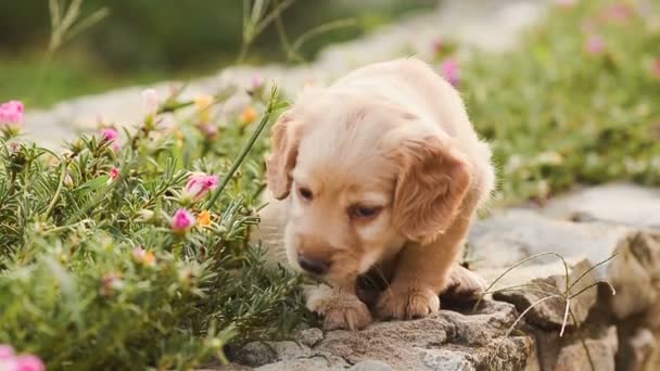 Маленький щенок ест цветы и листья . — стоковое видео