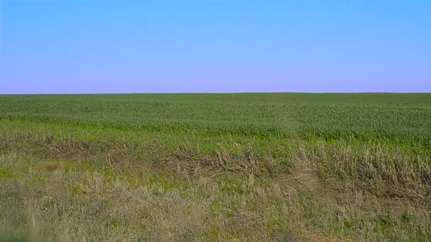 Trigo de inverno verde balançando no vento — Vídeo de Stock