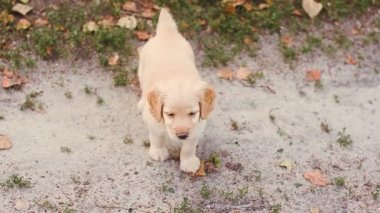 Adam bir köpek yavrusu kızdırdı