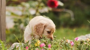 Köpek yavrusu çiçek yiyor ve yaprakları.