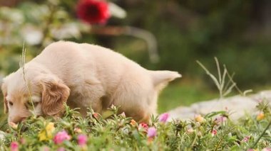 Köpek yavrusu çiçek yiyor ve yaprakları.