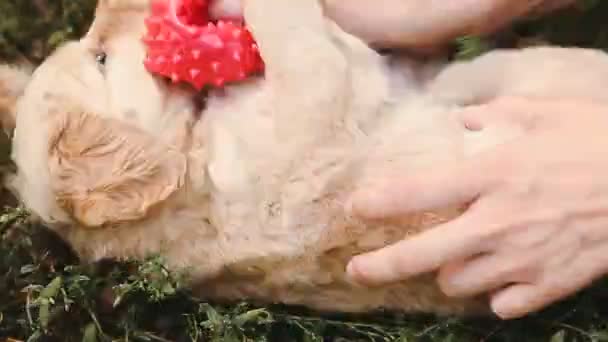 Cucciolo è preso in giro con una piccola palla — Video Stock