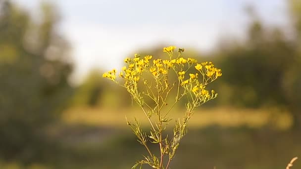 Желтые ромашки в поле — стоковое видео