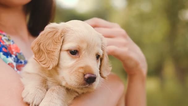 Menina ferros um cachorrinho pequeno — Vídeo de Stock