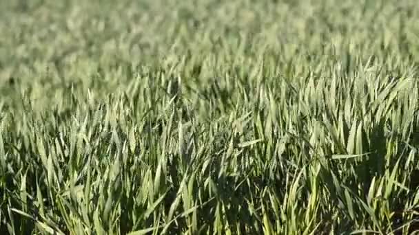 Blé vert d'hiver balançant dans le vent 