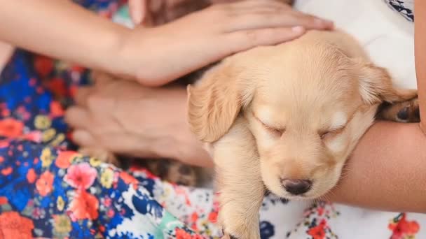 Pequeño cachorro se ha dormido en las manos . — Vídeos de Stock