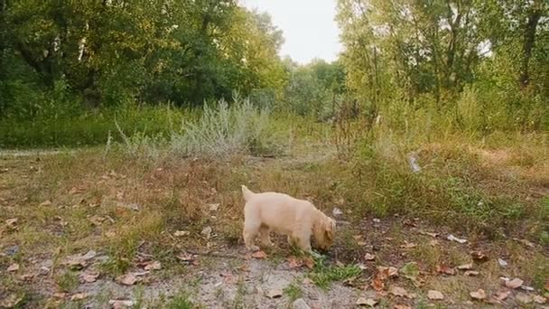 Köpek yavrusu bir yolda yürüyor — Stok video