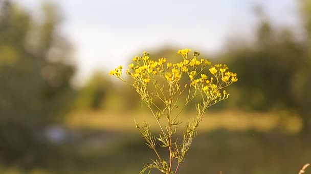 Желтые ромашки в поле — стоковое видео