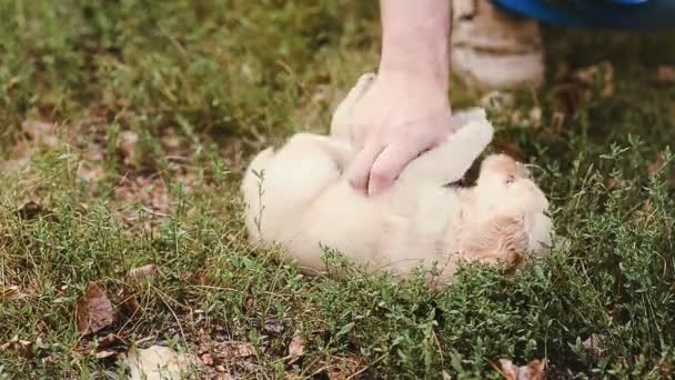 Homem irrita um cachorro — Vídeo de Stock