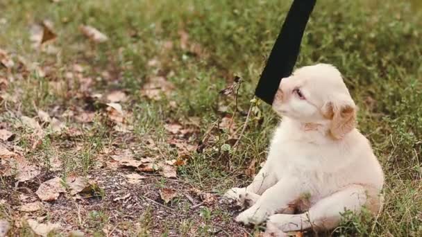 Cachorro juega en una hierba con un cinturón — Vídeos de Stock