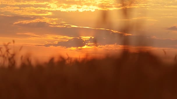 Tarwe oren op een zonsondergang — Stockvideo