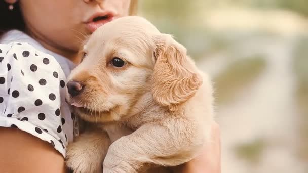 Menina ferros um cachorrinho pequeno — Vídeo de Stock