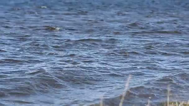 Vågor av det förorenade vattnet pleskatsya kusten — Stockvideo