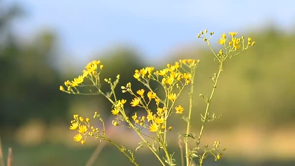 A mező sárga camomiles — Stock videók