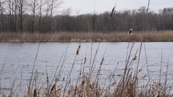 Качки плавають на озері — стокове відео