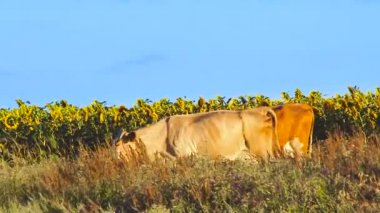 Ayçiçeği ile inek