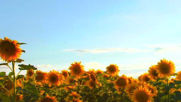 Field of sunflowers — Stock Video
