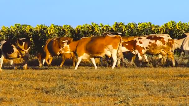 Cows with sunflowers — Stock Video