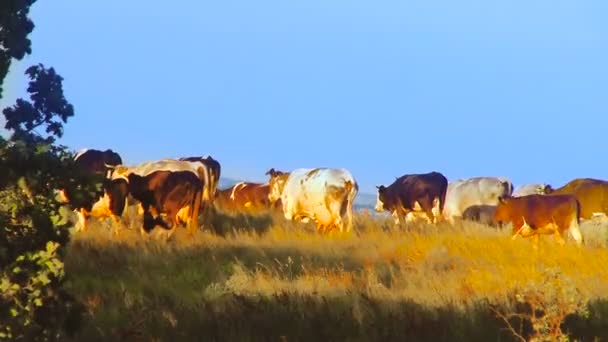 Vacas en el campo. — Vídeo de stock