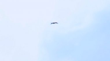 mavi gökyüzünde kartal