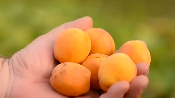 Apricots in a hand. — Stock Video