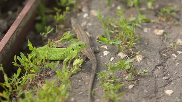 蜥蜴、 绿色和灰色. — 图库视频影像