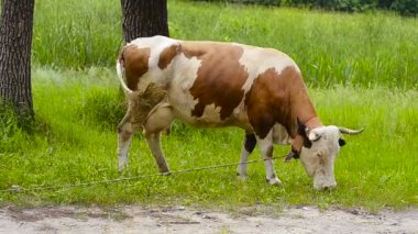 Ayçiçeği ile inek