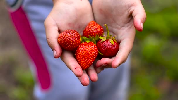 Ragazza con fragola. — Video Stock