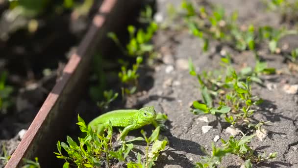 Lagarto verde hermoso . — Vídeos de Stock