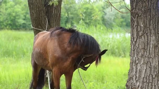Koń przywiązany do drzewa. — Wideo stockowe