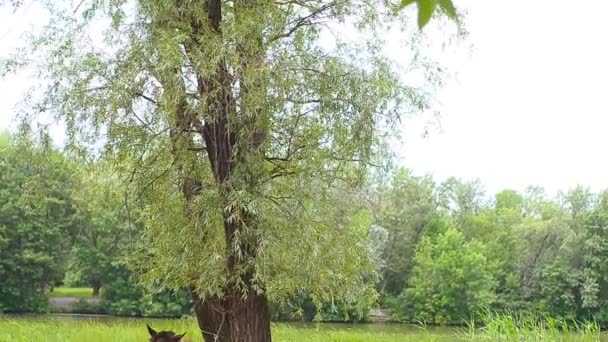 Horse tied to a tree. — Stock Video