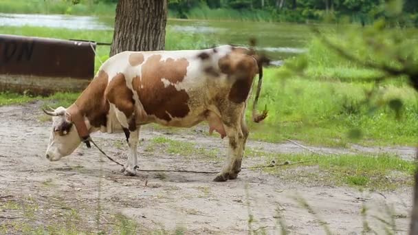 Cow bunden till ett träd. — Stockvideo