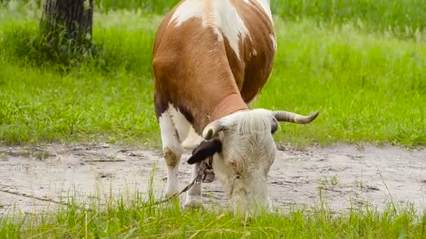 Vache aux tournesols — Video