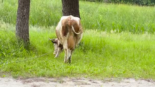 Αγελάδα που τρώει ένα χόρτο. — Αρχείο Βίντεο