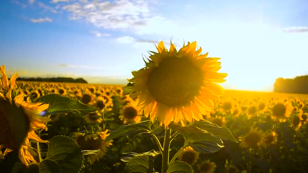 Zonnebloemen op een zonsondergang. — Stockvideo