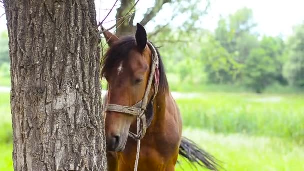 Paard gebonden aan een boom. — Stockvideo