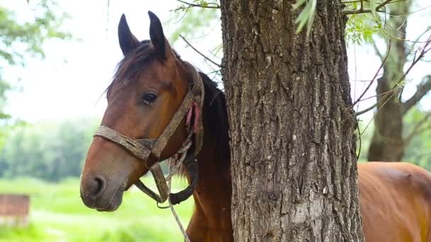 Paard gebonden aan een boom. — Stockvideo