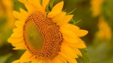 Ayçiçeği sallar üzerinde Rüzgar.