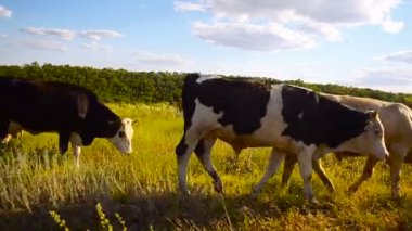 Ayçiçeği ile inek