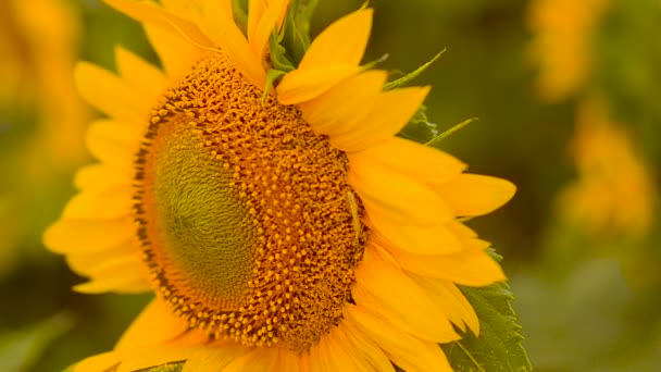 Tournesol secoue sur le vent .