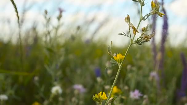 Spring yellow flowers — Stock Video