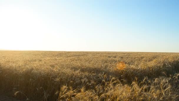 Veld met gouden tarwe. — Stockvideo