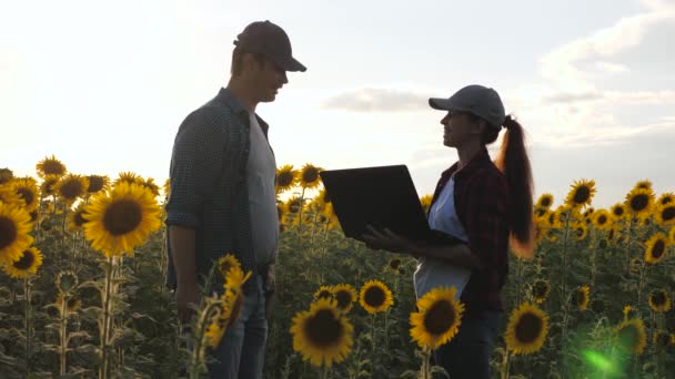 Бизнесмен и агроном работают в поле, оценивая урожай семян, командную работу. фермер и женщина с ноутбуком пожимают руки на цветущем подсолнечном поле. концепция агробизнеса. — стоковое видео
