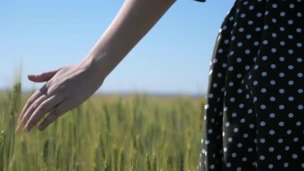 Mulher agricultora caminha pelo campo de trigo ao pôr-do-sol, tocando espigas verdes de trigo com as mãos conceito de agricultura. Um campo de trigo em amadurecimento ao sol quente. Mulher de negócios inspeciona seu campo. — Vídeo de Stock