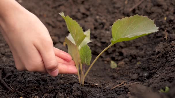 農家の手は肥沃な土壌にキャベツの小さな芽に水を注ぐ。スローモーション。天然資源の保全。植え付け、自然保護、持続可能性。地球上の生命を守るという概念は. — ストック動画