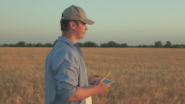 Agricultor que trabalha com computador tablet no campo de trigo. agrônomo com tablet estudando colheita de trigo no campo. homem de negócios analisando a colheita de grãos. colheita de grãos. Negócios agrícolas. Ecologicamente — Vídeo de Stock