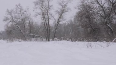 Masallardaki gibi gökten yeni yıl karları yağıyor. Ormana kar yağıyor. Kışın Noel parkında kar yağışı. Kırsal bir yolda kar yağışı.